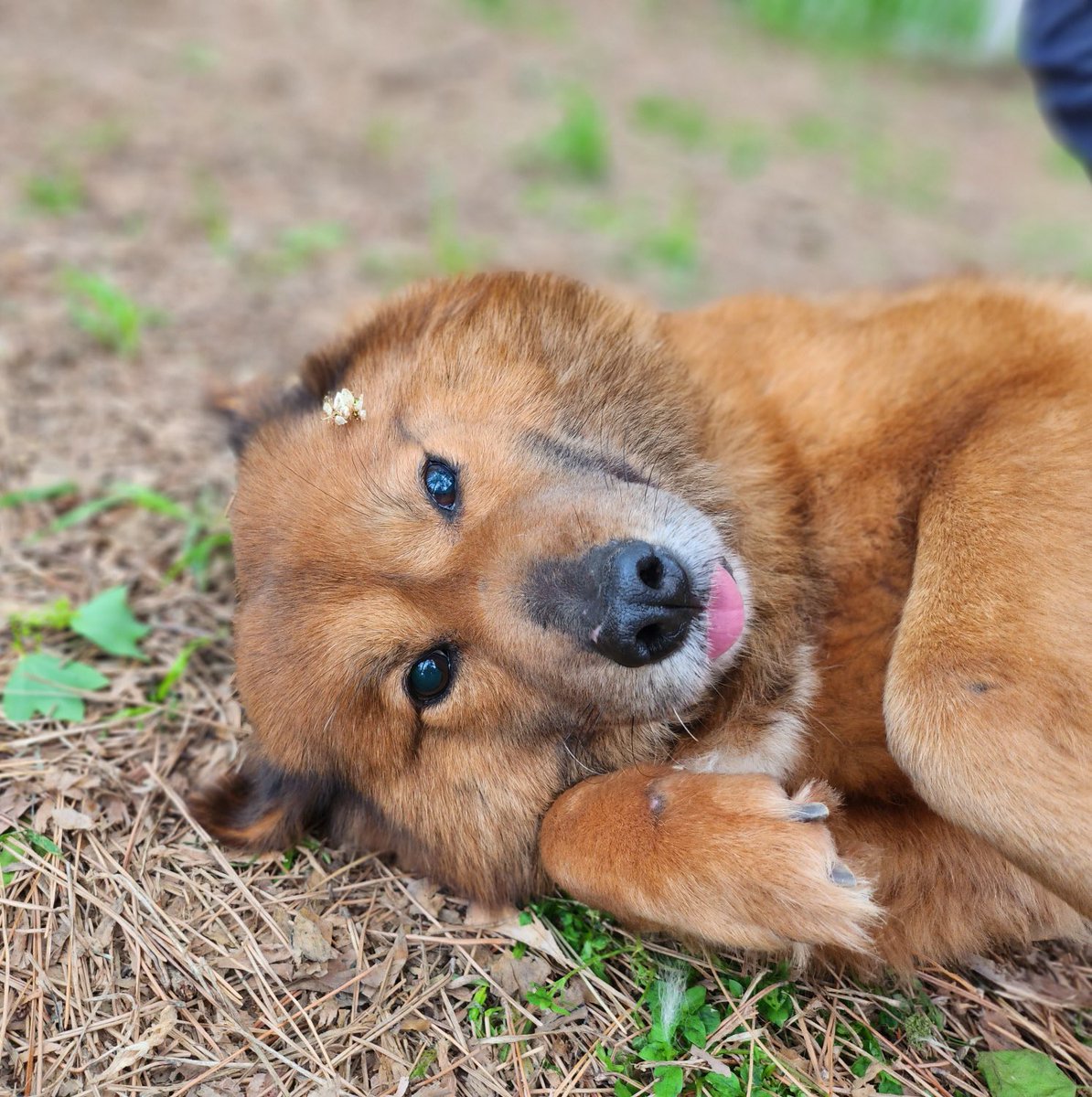 thousandandpets's tweet photo. ✔️Unnie
Mixed/ Girl/ 4 yrs old(Estimated)/ 14kg

Vaccination completed / Heartworm negative / Neutralization unknown

Unnie is a huge cute girl and she isn't shy at all. ❤️

Serial number 21-1259

📍Search “Gwangju Animal Shelter” on Youtube
💌DM for inquiry https://t.co/xQUAuaIsaz