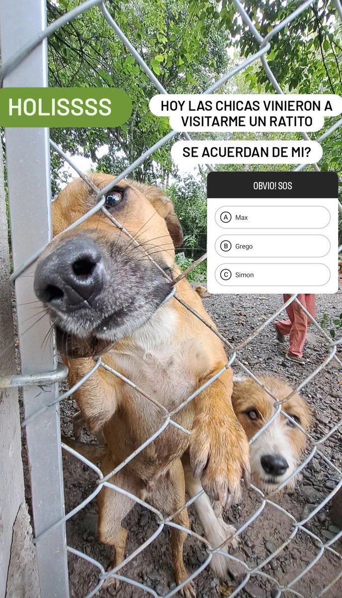 LauMiiranda's tweet photo. ¿Me ayudan a difundirlo a Max? Hace 3 años que vive en un provisorio con más de 50 perritos, no sabe lo que es una familia, nunca nadie preguntó por él y es muy triste 😔 es el perrito más bueno del planeta y merece conocer el amor de una familia. ❤️ https://t.co/yzkd4SUa3H