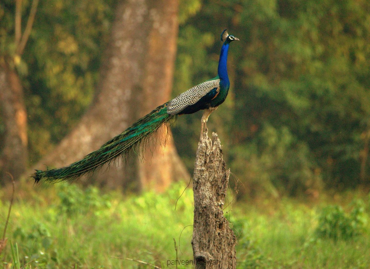 ParveenKaswan's tweet photo. The national bird is such a show off. Banta bhi hai. https://t.co/tWNGM3ljFA
