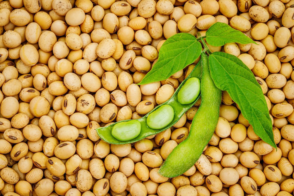 NewsMedical's tweet photo. What are the gastrointestinal benefits of consuming soybean? https://t.co/jQyZWa76KU #soyfoods #guthealth #colorectalcancer #phytoestrogens #microbiome #plantprotein #healthyeating #nutrition #fermentedsoy #equolmetabolism @Nutrients_MDPI @CSIRO https://t.co/LPX1HLLTZ9
