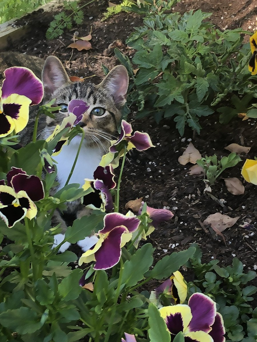 Tommy likes spring in the garden. Violas are finishing and the first tomatoes are in. Lots of fun digging and scampering in this kitten’s first season. #Californiagardening