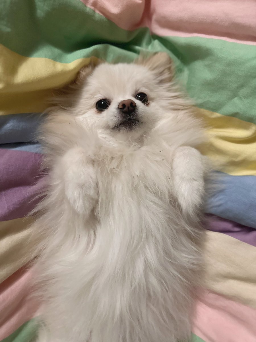 LilyPichu's tweet photo. my dogs (─‿‿─)♡ https://t.co/QqfuGir9lF