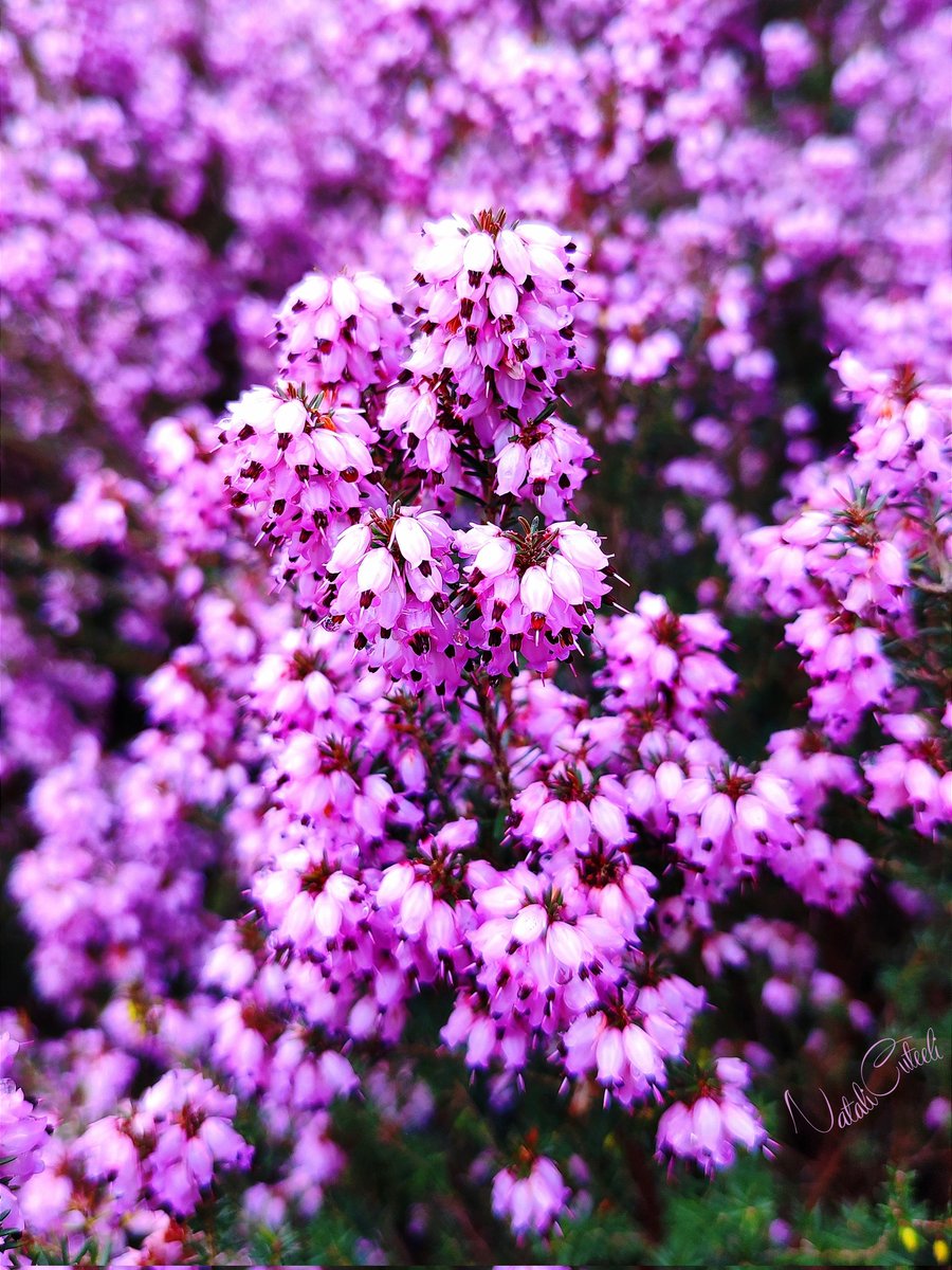 Millions of little cuties create one Big Purple Bloom Miracle! 😊🥰
💜🌸💜🌸💜🌸💜🌸💜🌸💜🌸💜
#cuteeli #art #love #nature #cute #beautiful #NaturePhotography #garden #flowers #spring #purple #positive #wonderful #gardening #TwitterNatureCommunity #bush #wildlife #scenery #shrub