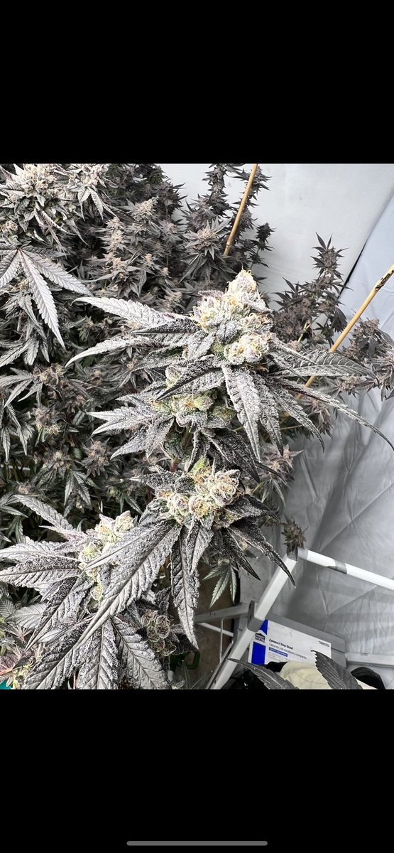 Always have grown the hell out of some pot.