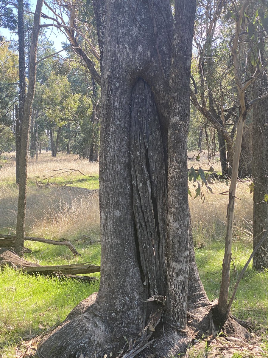 MPS staff started the  SDD with an Acknowledgement to Country at our Mulwala sculpture.  (Bpangerang for white-bellied sea eagle). They then joined Berrigan PS for an on country experience.