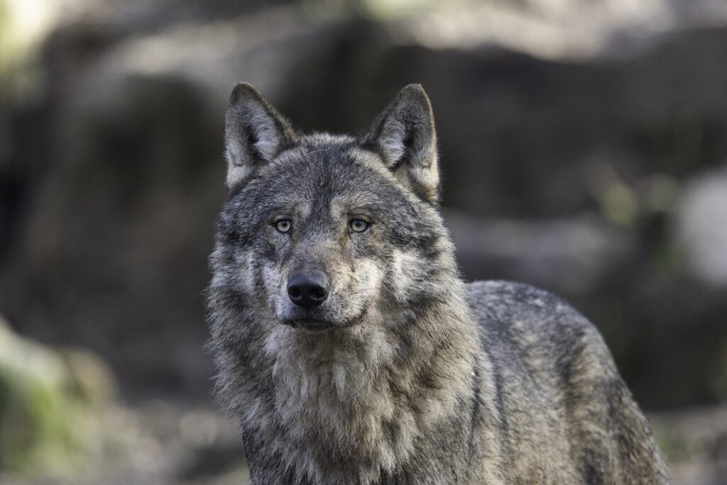 Landvolk: Der Wolf ist Fakt und nicht Fake!
(L P D) – „Fakt ist: Der Wolf breitet sich immer weiter aus, hat längst jegliche Scheu vor dem Menschen … #Aktionsbündnis aktives Wolfsmanagement #Auricher Erklärung &gt; landvolk.net/lpdartikel/lan…
