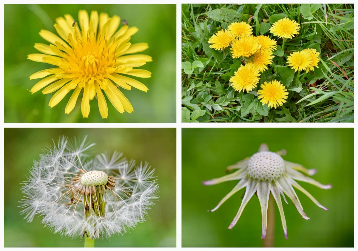 It is said that when Father Sun and Mother Moon’s star-children stray too far from home they fall down to Earth. Unable to bring them back, Father Sun transforms them into sun-like dandelion #flowers that gradually change into tiny parachuting stars and try to fly home. #folklore