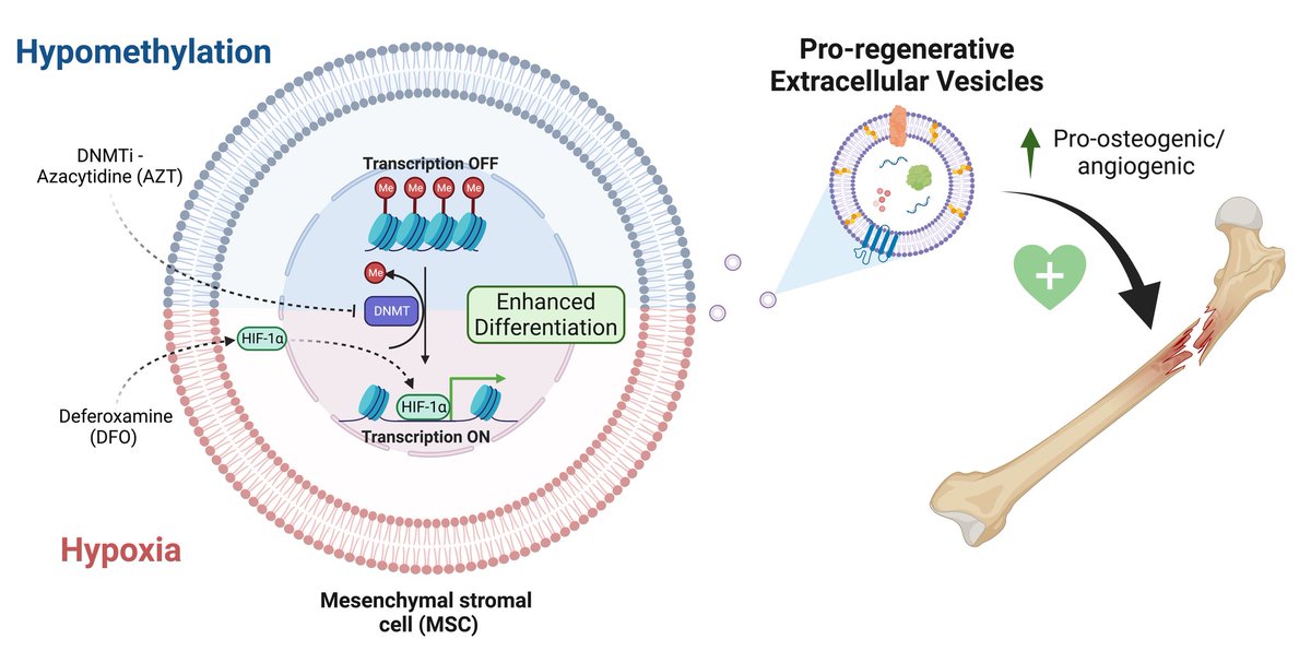 Delighted to share our latest paper in <a href="/IJMS_MDPI/">IJMS MDPI</a> "Epigenetic Reprogramming via Synergistic Hypomethylation and Hypoxia to Enhance the Therapeutic Efficacy of Mesenchymal Stem Cell #Extracellularvesicles for Bone Repair" #Tissueengineering #nanomedicine bit.ly/43RN842