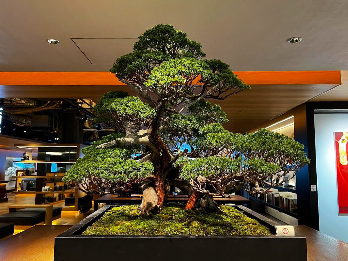 GT_jpculture's tweet photo. \販売中/
【盆栽のご紹介】
真柏 (シンパク) Chinese juniper
樹齢約200年
#銀座蔦屋書店 #銀座 #蔦屋書店 #ギンザシックス #ginzatsutayabooks #ginzasix #gsix #盆栽 #真柏 #伊吹 #柏 #御神木 #Bonsai #chinesejuniper #Ibuki #Kashiwa https://t.co/biRCqrGR6f