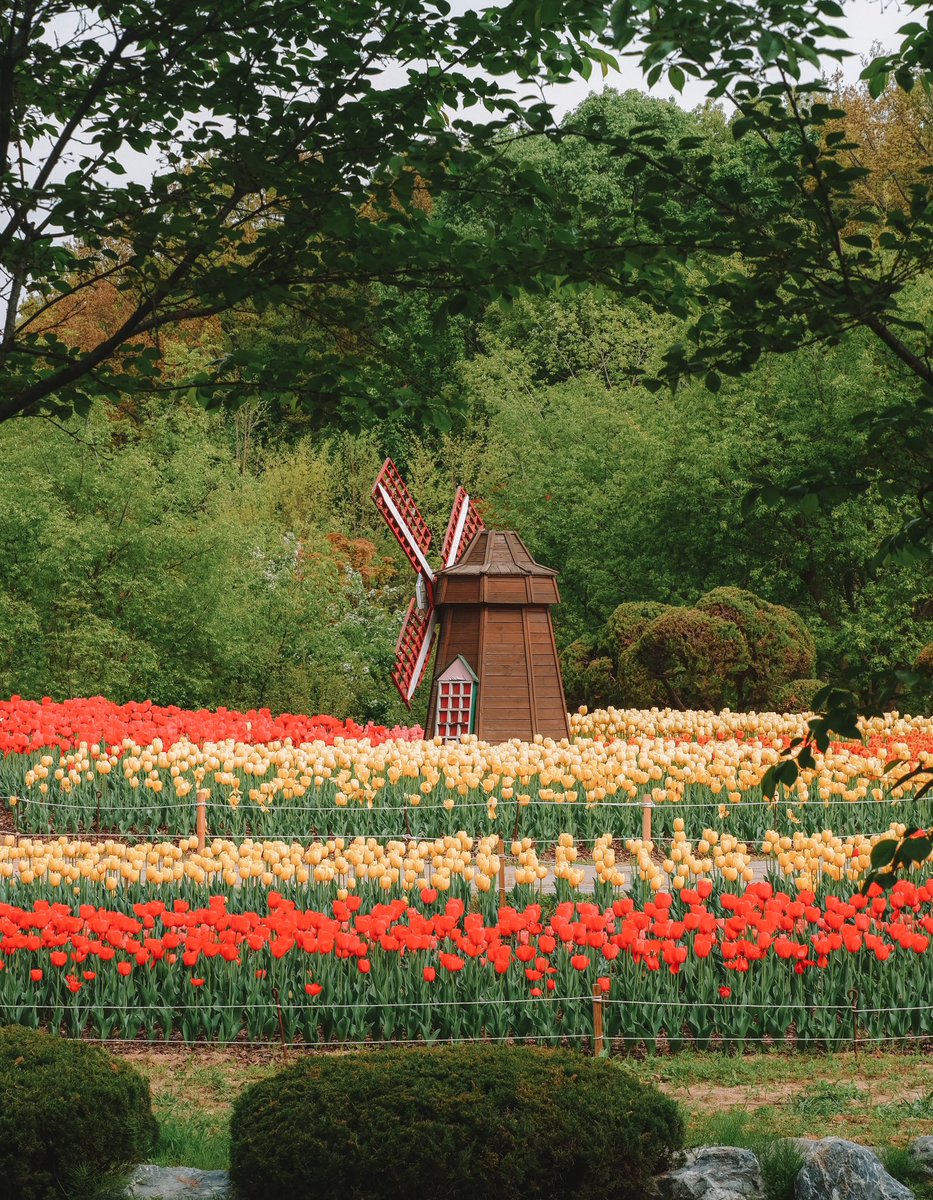 Ployslittleatls's tweet image. Escape the concrete jungle and discover a natural oasis at Mureungdowon Arboretum!

#hellofrom #bucheon #gyeonggido #korea