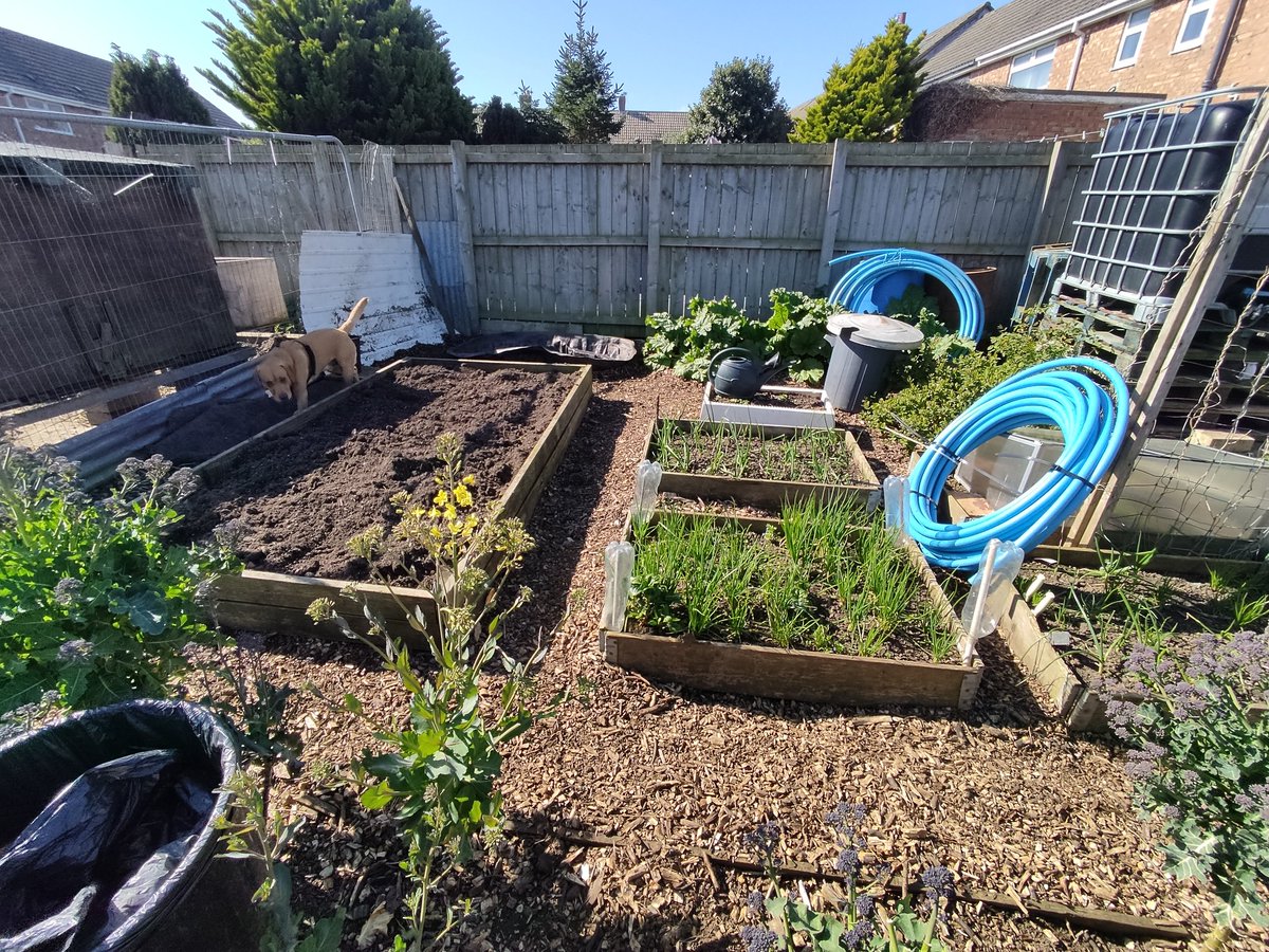 kimmys_kitchen's tweet photo. Before &amp; after moving the big raised bed here and putting in a pond at the back. It's all starting to come together now at the back of the allotment. It still needs a tidy up but I love how it is looking now. 🥰 
#allotmentlife #raisedbedgardening #pondinstallation #gardenproject https://t.co/FCV3xSO6GX