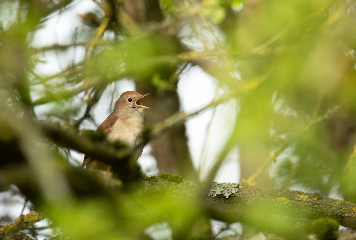 benandrewphotos's tweet photo. Great to spend some time with some local Bedfordshire Nightingales! @NestFolk @samleesong @BBCSpringwatch @Natures_Voice https://t.co/JTL25Kz7vb
