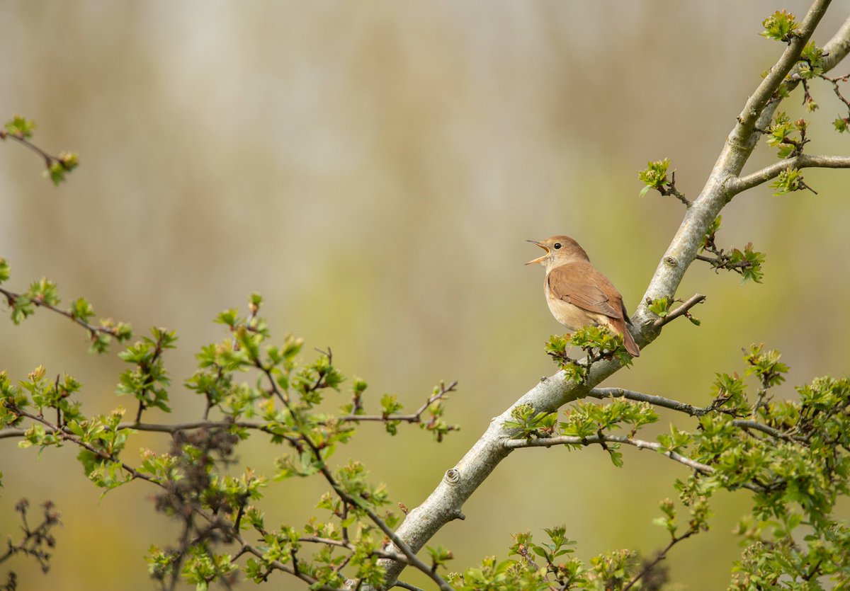 benandrewphotos's tweet photo. Great to spend some time with some local Bedfordshire Nightingales! @NestFolk @samleesong @BBCSpringwatch @Natures_Voice https://t.co/JTL25Kz7vb