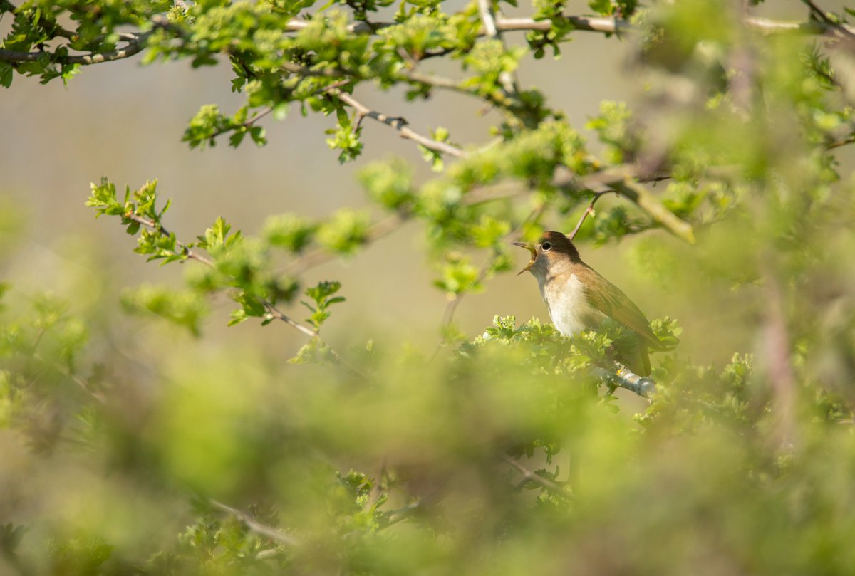 Great to spend some time with some local Bedfordshire Nightingales! <a href="/NestFolk/">The Nest Collective 🔥 🎶</a> <a href="/samleesong/">Sam Lee - He/Hymn 🌈</a> <a href="/BBCSpringwatch/">BBC Springwatch</a> <a href="/Natures_Voice/">RSPB</a>
