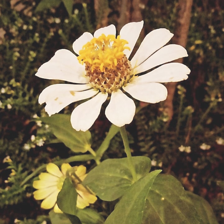 Bunga kupetik.............