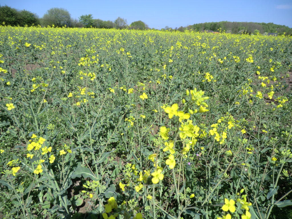 Rapsblüte gehört zum idyllischen Frühling dazu
(L P D) – Vereinzelt leuchten die gelben Blüten schon – von einem gelben Meer aus 120 bis 150 … #Anbaufläche #Bestäubung #Bienen #Frühling #Gelbschalen #Karl-Friedrich Meyer &gt; landvolk.net/lpdartikel/rap…