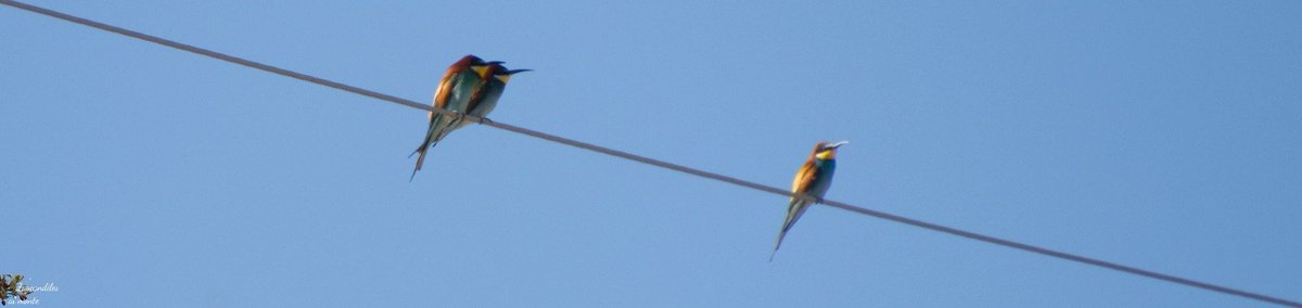 Laura_de_Lucas's tweet photo. Tardaron en llegar, pero menudas alegrías nos están dando 😍 #Abejaruco_europeo #Merops_apiaster
Tres son multitud 😅 https://t.co/zFa4RPpJtx