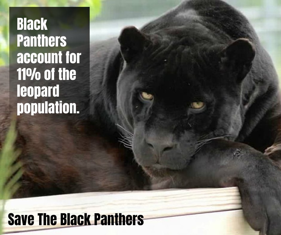 Black Panthers on Twitter "The "black panther" is a black jaguar of