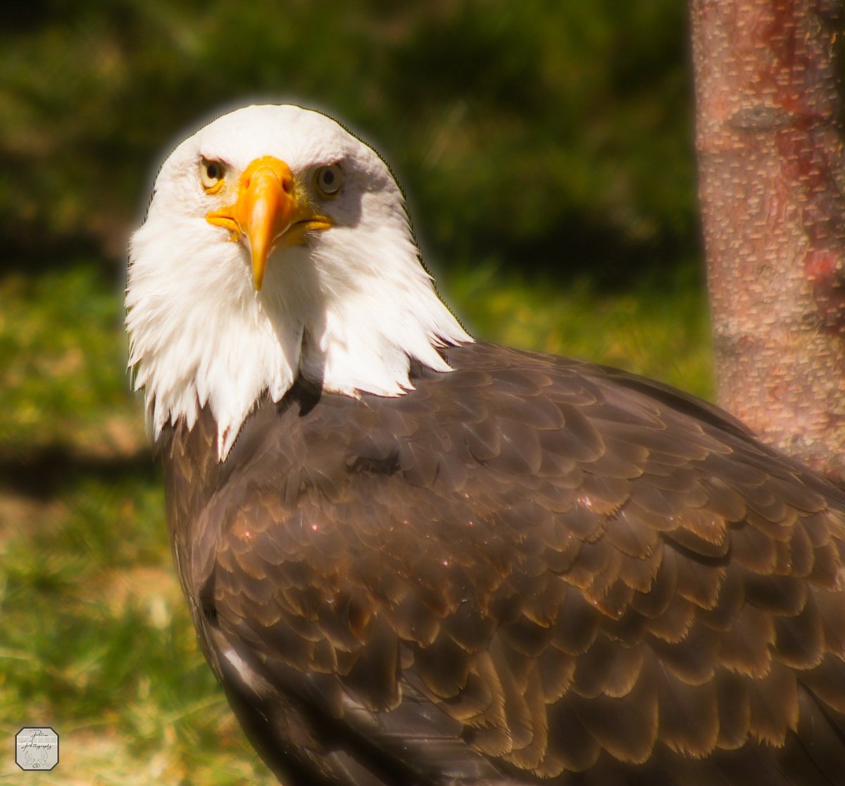 TPAWulfric's tweet photo. One of the shots I took at the zoo.
I'm gonna nickname them "Eagly."
#eagly
#hoglezoo
#NaturePhotography
#nature
#photography
#Petrovphotography
#tpaw https://t.co/fTieAicRFu