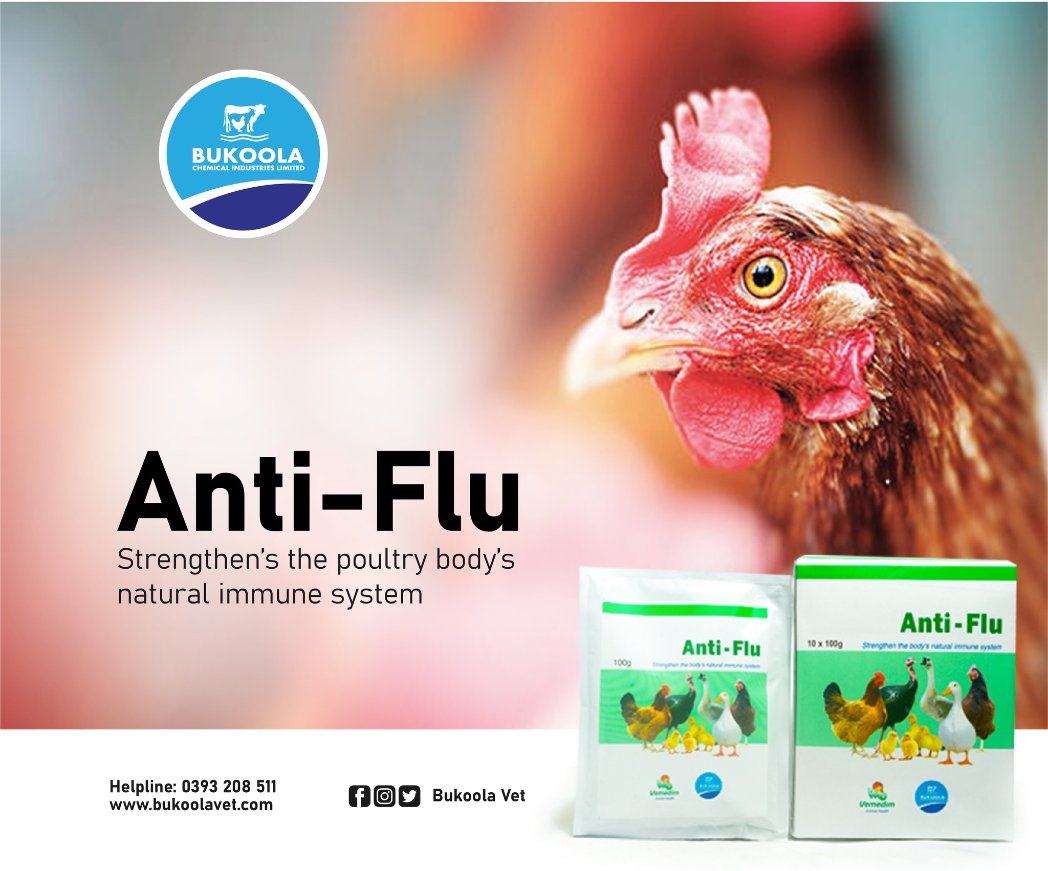Bukoolavet's tweet photo. Anti-Flu is the best solution for enhancing and strengthening poultry birds body natural immune system. It restricts the harmful bacteria, increases the microflora that helps to prevent intestinal disease.
#BukoolaVet #VetPharmacy #AntiFlu https://t.co/zmT6eVlDjC