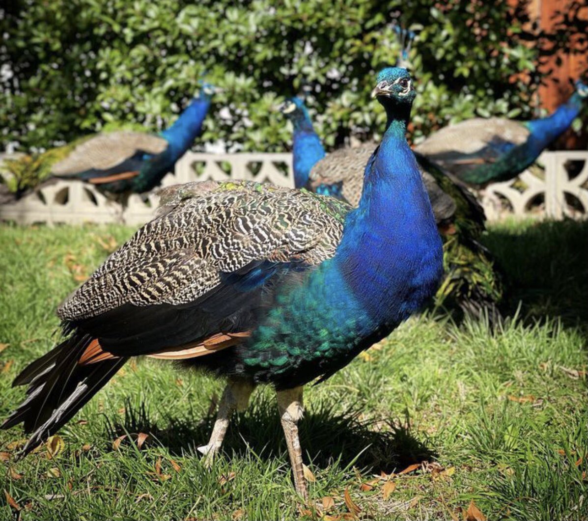 Time to move on…
Here is a delightful image of our local Narrabundah boys undertaking a promenade in the Autumn sun. Great 📸 by Kaarin 😊👍🦚