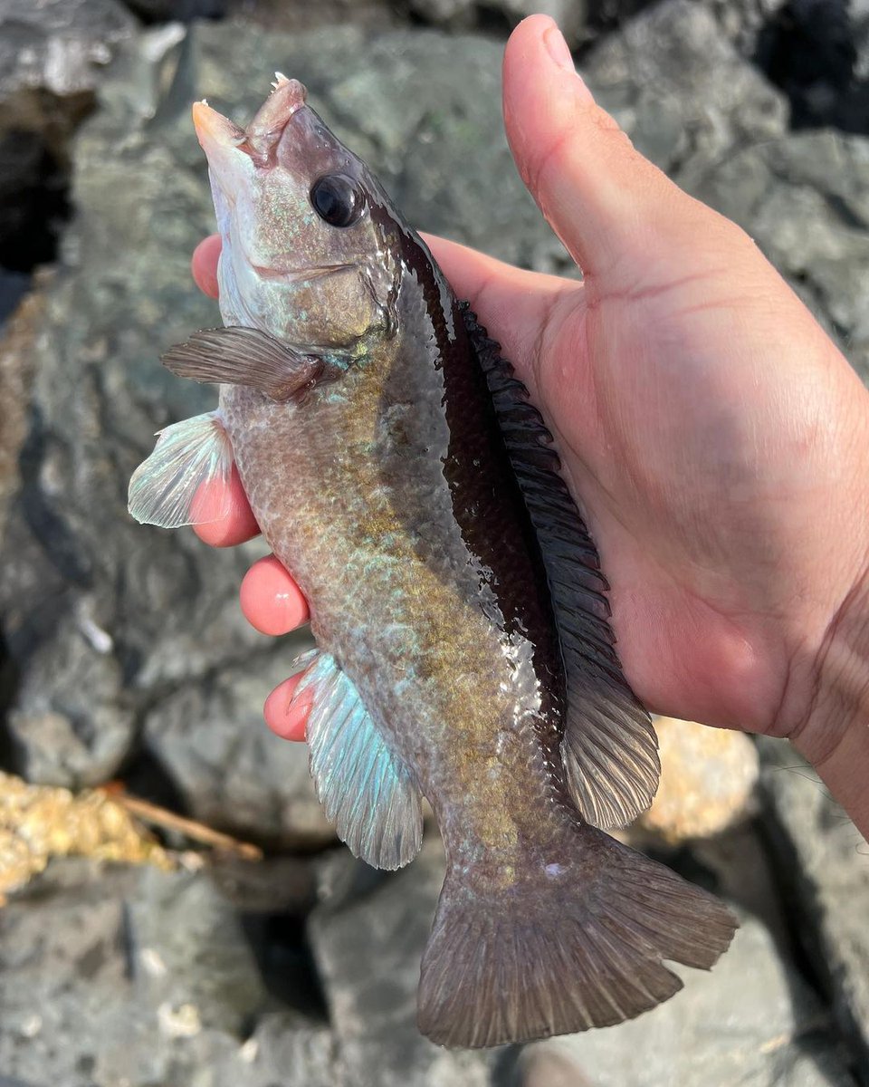PlusinnoUSA's tweet photo. Johnny's saltwater fishing adventure with Plusinno rod and reel. πππ
https://t.co/ji4FP9rdbM
.
.
.
#fishing #catchandrelease #fishinglife #fishingislife #plusinno #fishinglovers #fisherman #angler #angling #fishinggear #fishingreel #fishingrod #saltwaterfishing https://t.co/6lmyEGV5Gn