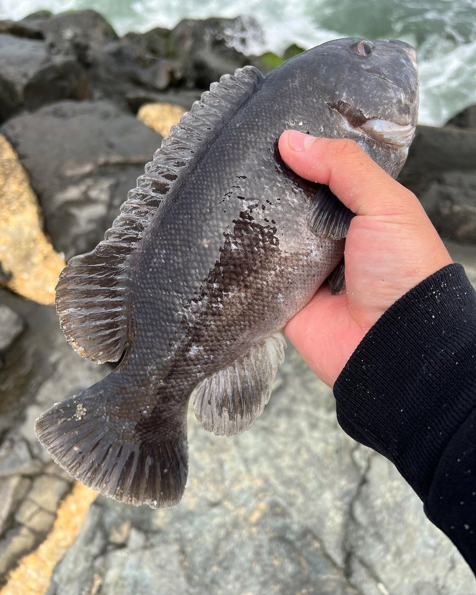 PlusinnoUSA's tweet photo. Johnny's saltwater fishing adventure with Plusinno rod and reel. πππ
https://t.co/ji4FP9rdbM
.
.
.
#fishing #catchandrelease #fishinglife #fishingislife #plusinno #fishinglovers #fisherman #angler #angling #fishinggear #fishingreel #fishingrod #saltwaterfishing https://t.co/6lmyEGV5Gn