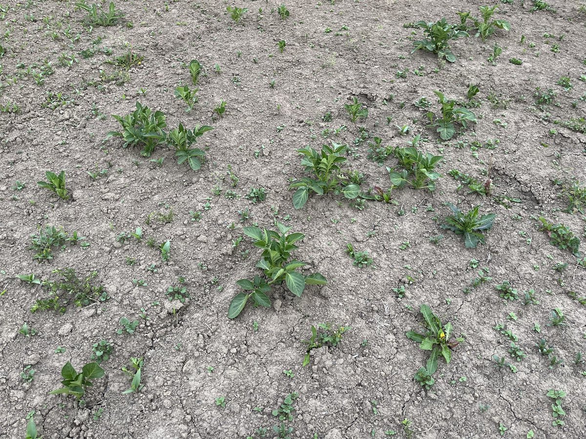 秋に植えたじゃがいもが、春になって畑を耕したのにも関わらず芽が出てきた！🌱
嬉しいけど、次の野菜が植えられない😂
先輩農家のみなさん、こんな時どうしますか？？