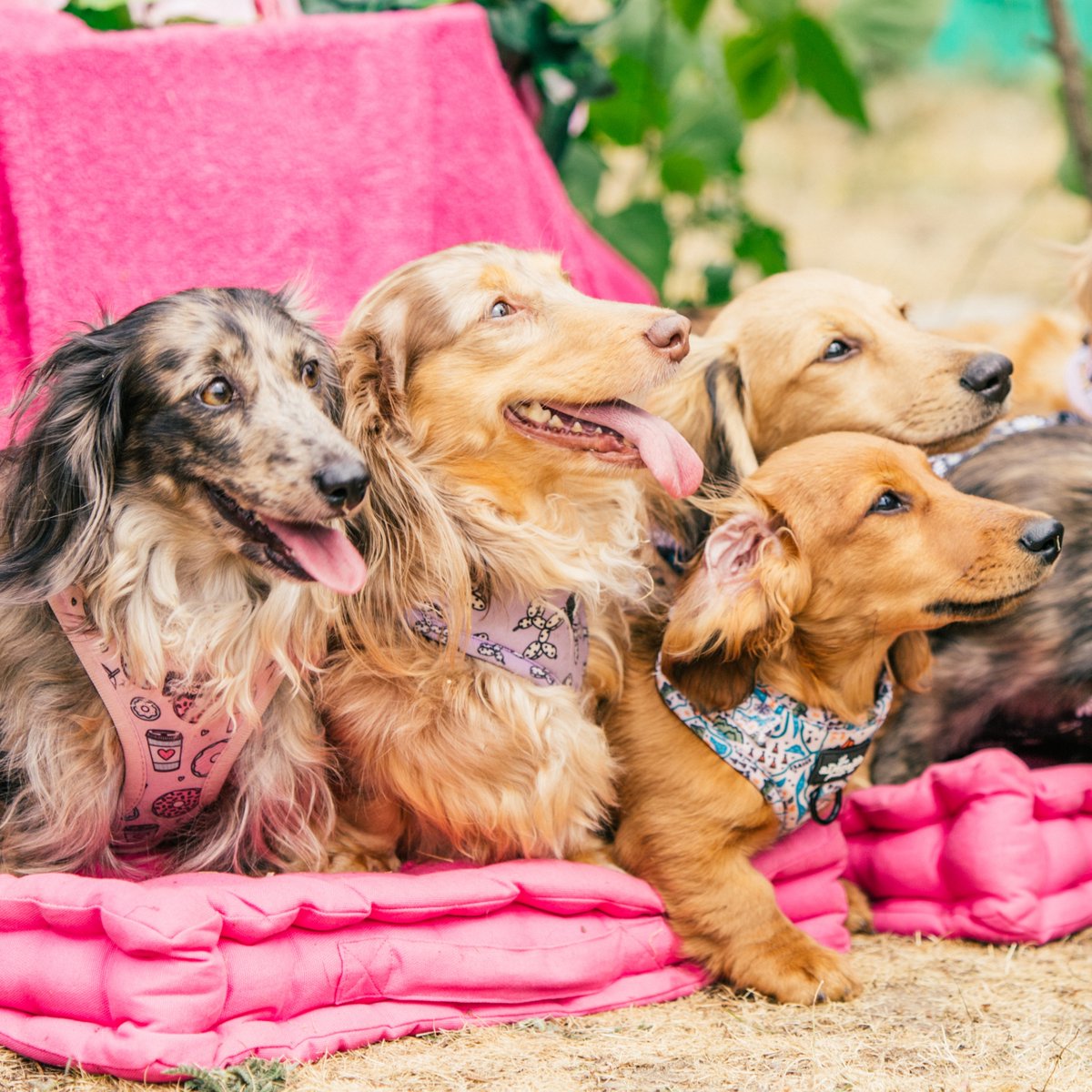 Homescapes on Twitter "The perfect way to spend National Pet month