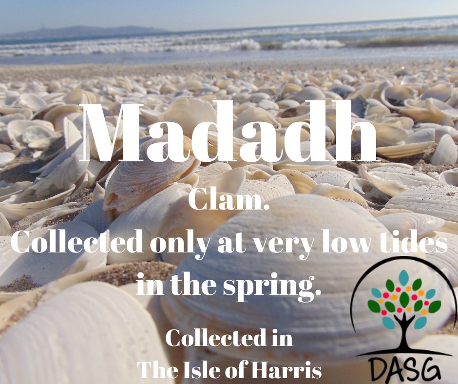 DASG_Glaschu's tweet photo. https://t.co/xm0NyMgkQO
🦐
MADADH - CLAM (COLLECTED AT LOW TIDE IN THE SPRING)
🐚
#Madadh #Clam #Clams #Maoraich #Shellfish #Buain #Harvest
#Tràigh #Cladach #Beach #Earrach #Spring
🌊
#NaHearadh #IsleOfHarris
#Gàidhlig #Gaelic #ScottishGaelic
#DigitalArchiveofScottishGaelic #DASG https://t.co/eVrIrLeoUM