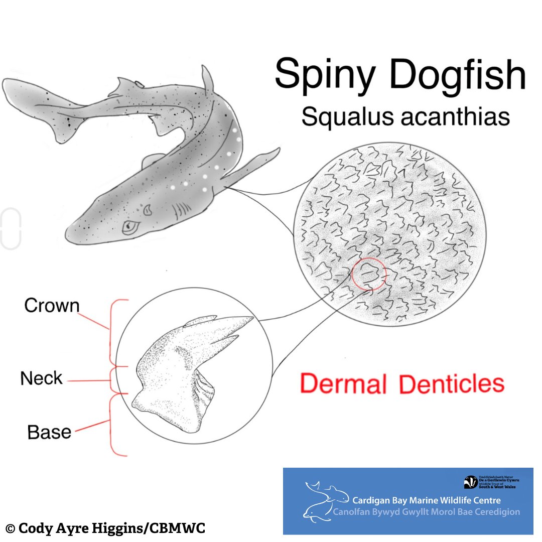 CBMWC News (@cbmwc) on Twitter photo Sharks' skin is covered in tiny flat V-shaped teeth, also known as dermal denticles ๐ฆ. Sharks have dermal denticles rather than scales because it decreases drag & turbulence. As they are top predators, they need to be able to swim fasterโก and more quietly! ๐คซ
<a href="/WTSWW/">WildlifeTrustSWWales ๐ฆก๐ฌ</a> <a href="/WTWales/">Wildlife Trusts Wales</a> Sharks' skin is covered in tiny flat V-shaped teeth, also known as dermal denticles ๐ฆ. Sharks have dermal denticles rather than scales because it decreases drag & turbulence. As they are top predators, they need to be able to swim fasterโก and more quietly! ๐คซ
<a href="/WTSWW/">WildlifeTrustSWWales ๐ฆก๐ฌ</a> <a href="/WTWales/">Wildlife Trusts Wales</a>