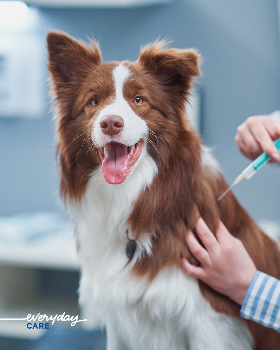 ¿Sabes cuáles son las enfermedades de las que se recomienda que tu perro esté vacunado❓

➡️ Parvovirosis
➡️ Moquillo
➡️ Leptospirosis
➡️ Hepatitis infecciosa
➡️ Enfermedad respiratoria
➡️ Rabia

¿De cuáles está ya vacunado tu mejor amigo? ¡Cuéntanos!