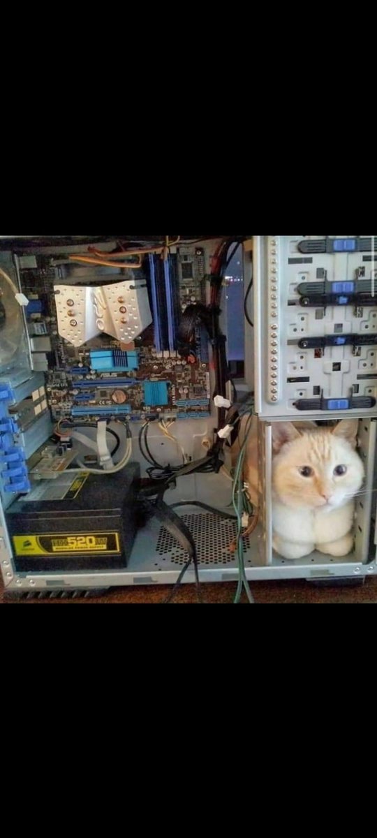 cats with powerful impression 🐾 tweet media