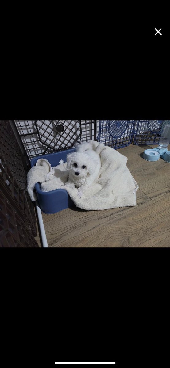dogwithalps's tweet photo. 지인의 당근마켓에 올라온 이 아이 구조해주실 분 있으실까요.. 
새끼 + 품종견 + 중성화x + 암컷 이라서 업자들이 데려가는 것이 상당히 걱정되는 상황입니다. 접근성 좋은 당근마켓에 올려 더더욱이요...ㅜ 
디엠 주시면 지인과 연결해드릴게요 https://t.co/Qc7bzbP7vx