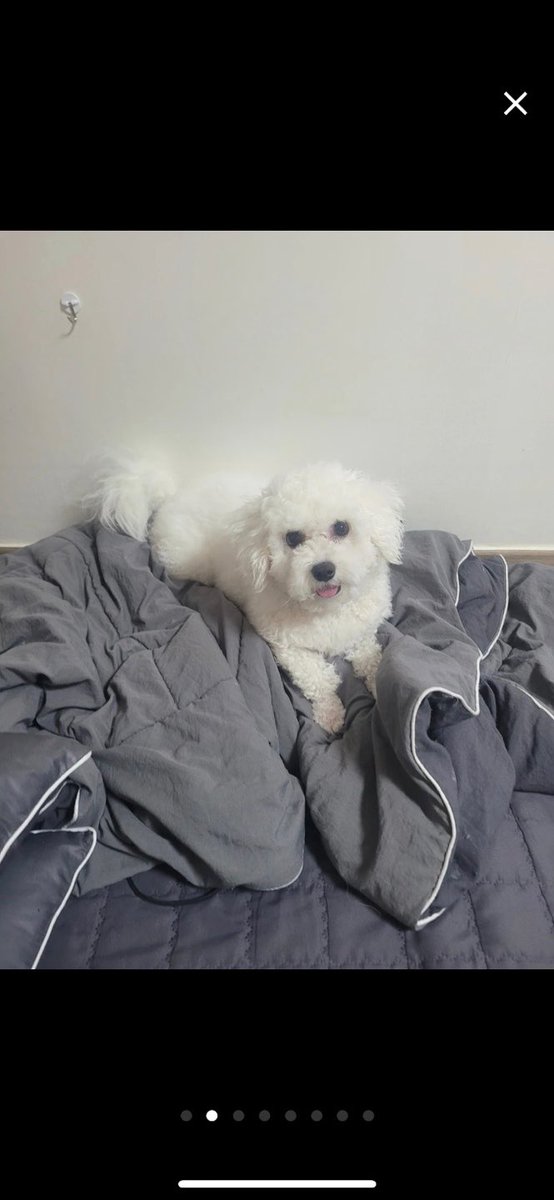 dogwithalps's tweet photo. 지인의 당근마켓에 올라온 이 아이 구조해주실 분 있으실까요.. 
새끼 + 품종견 + 중성화x + 암컷 이라서 업자들이 데려가는 것이 상당히 걱정되는 상황입니다. 접근성 좋은 당근마켓에 올려 더더욱이요...ㅜ 
디엠 주시면 지인과 연결해드릴게요 https://t.co/Qc7bzbP7vx