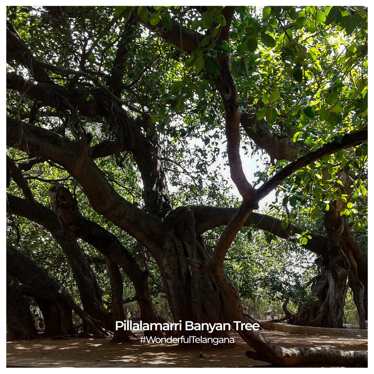 Pillalamarri in Mahabubnagar is an 800-year old Banyan tree spread across 3 acres, making it one of the most attractive tourist destinations in Telangana. Have you visited it yet?

#WonderfulTelangana #Pillalamarri #Explore #TSTDC #TelanganaTourism #Telangana