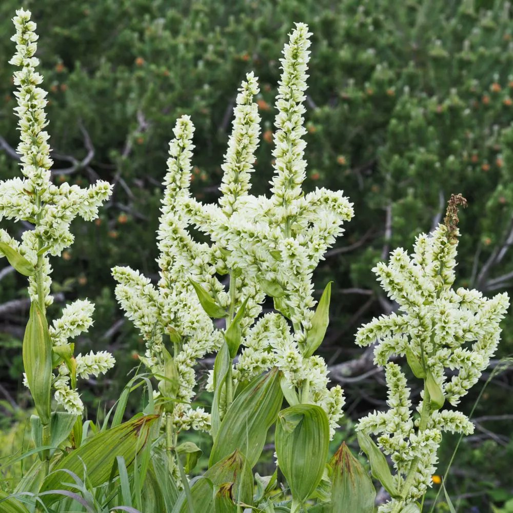 HomeopathyPlus's tweet photo. Remedy: Veratrum Album.
Historically used for cholera, this remedy covers severe simultaneous vomiting and diarrhoea, cramps, spasms, cold sweat, weakness and collapse. But what about the megalomania?
https://t.co/3TjmdHNWGM
#veratrum #cholera #vomiting #diarrhoea https://t.co/40dwtSYUjd