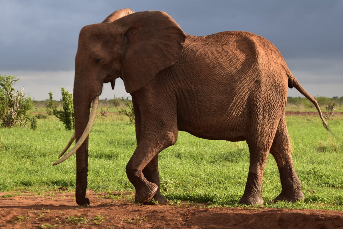 Kenya Wildlife Service tweet media