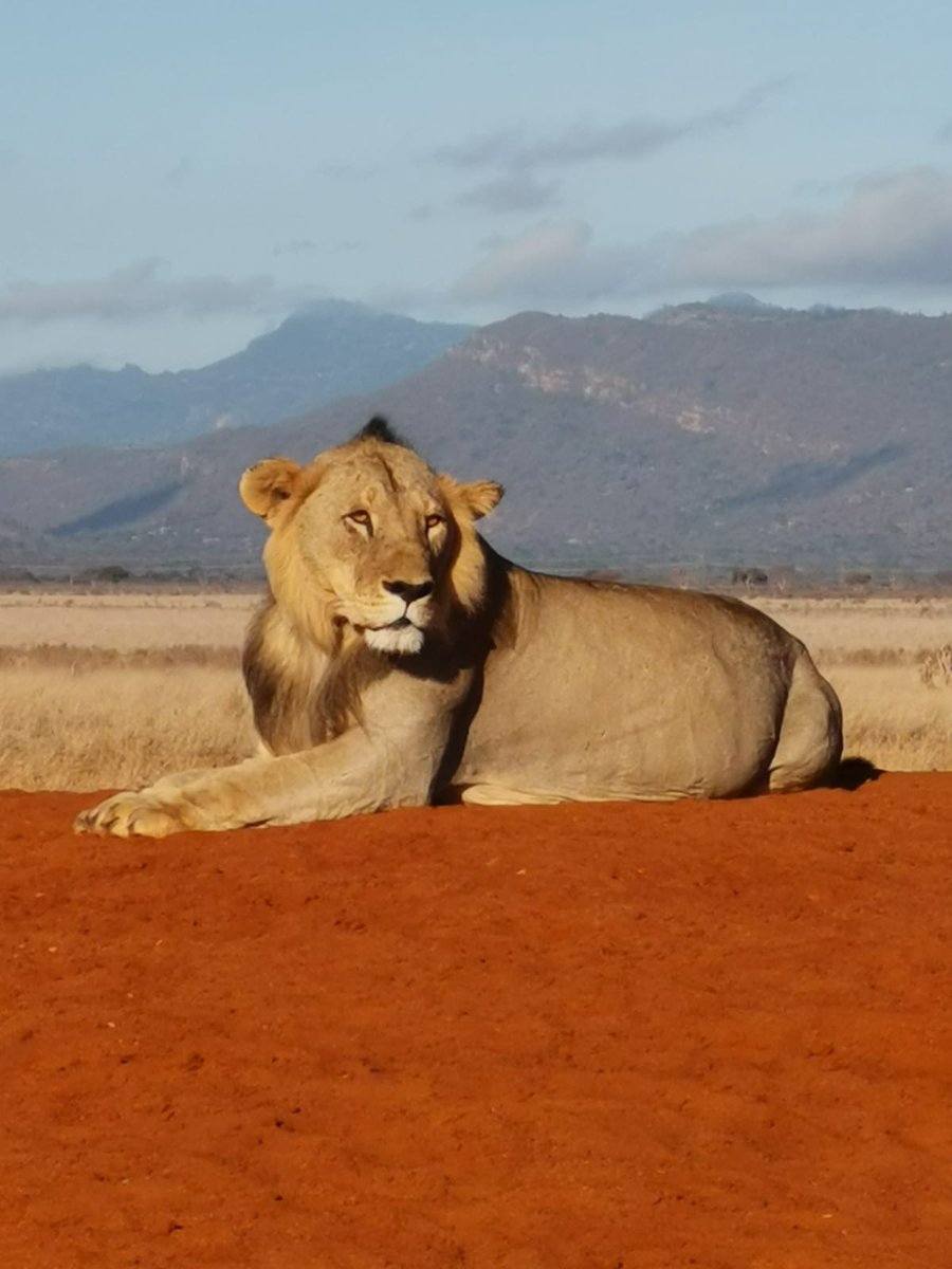 Kenya Wildlife Service tweet media