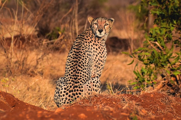 Kenya Wildlife Service tweet media