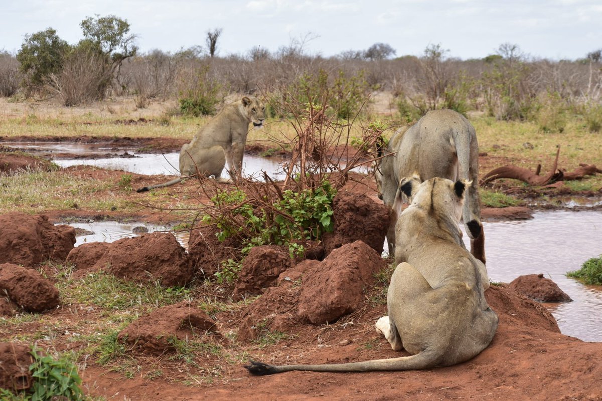 Kenya Wildlife Service tweet media