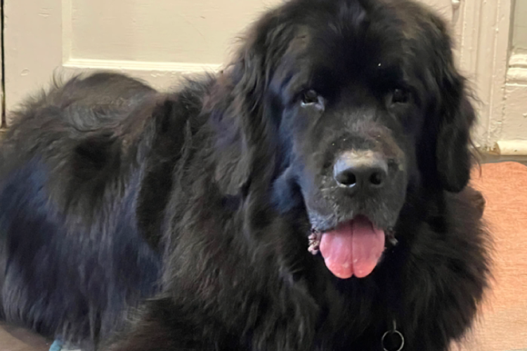 NycciNellis's tweet photo. While sitting outside with your tail-wagging best friend, there’s a menu for you AND them at all these pooch-friendly places: @AlDenteDC + @allsetDTSS + @YOTELHQ + #LiberteDC + @Commentary_ARL + @CorkDC + @DachaDC + @FairmontDC + @GhostburgerDC ++
https://t.co/XihNoJQtZJ https://t.co/Ms4T42CQCD