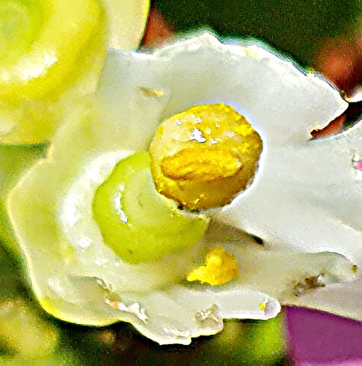 Seguimos haciendo  hibridaciones con los parentales de mejor aptitud combinatoria. El objetivo es cubrir nuevos  nichos de mercado ciqua.es