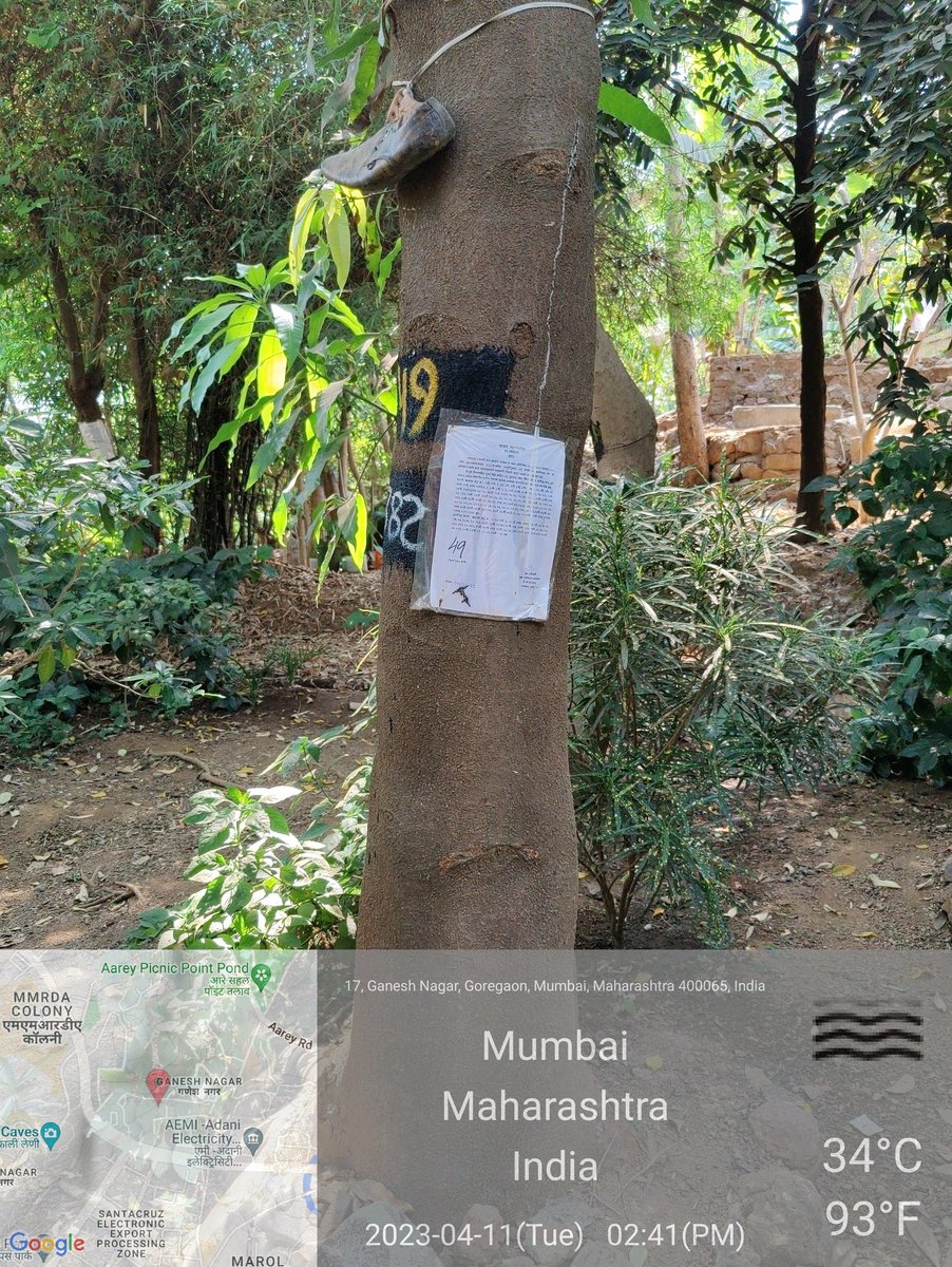 amrita_02's tweet photo. Such large number of Police Personnel are deployed to destroy Mother Nature ! See the trees and listen to the Birds in the video

#MMRCL has not disclosed the correct number of trees in the Supreme Court.  They have also snatched away #Aarey #adivasi Budhiya Bhoye's livelihood . https://t.co/aGARzbpCMp