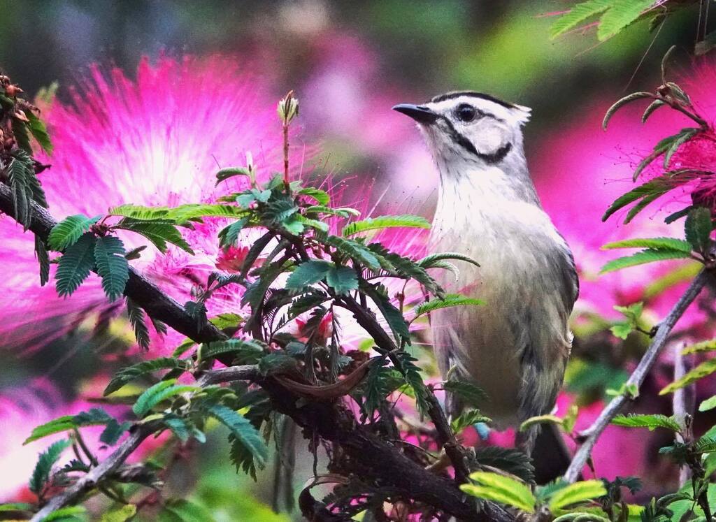 rovinglight's tweet photo. As I leave the forest back to the city, here’s a shot of one of the many birds in Alishan. The Taiwan (or Formosan) Yuhina. A common endemic songbird of Taiwan, it was particularly plentiful in Fenqihu!

#travel #taiwan #fenqihu #alishan #alishanscenicar… https://t.co/EngeswOa7Y https://t.co/EdmltmE142