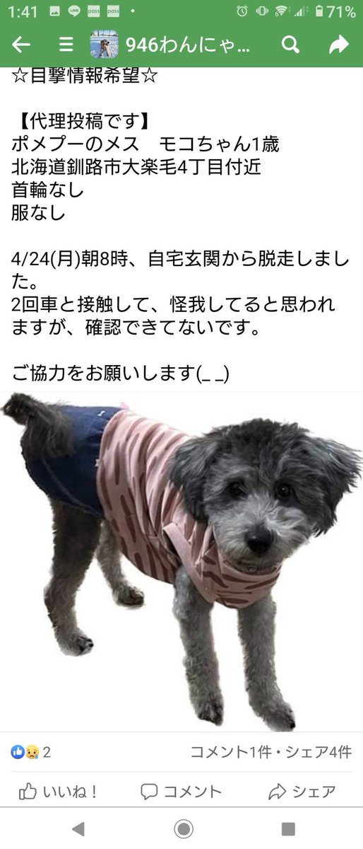 pIUTZLpK2sMuBA4's tweet photo. わんちゃん迷子になってます。

目撃情報お願いします。 https://t.co/OIqmJIveMK