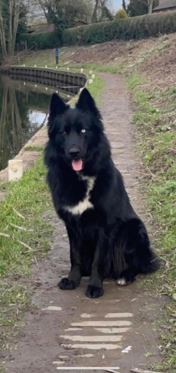 KarenFi51820768's tweet photo. @DawnStratton18 Still missing #FindToto ๐ #RT https://t.co/TQ88gLPMDm