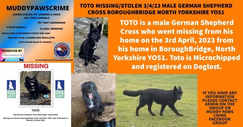 KarenFi51820768's tweet photo. Sadly #Toto is still not home #Stolen or #TheftbyFinding ? Please keep tweeting #FindToto Facebook group here https://t.co/SznMN2Ihn1 any information please contact @muddypawscrime #RT https://t.co/xaCpyTw1PV
