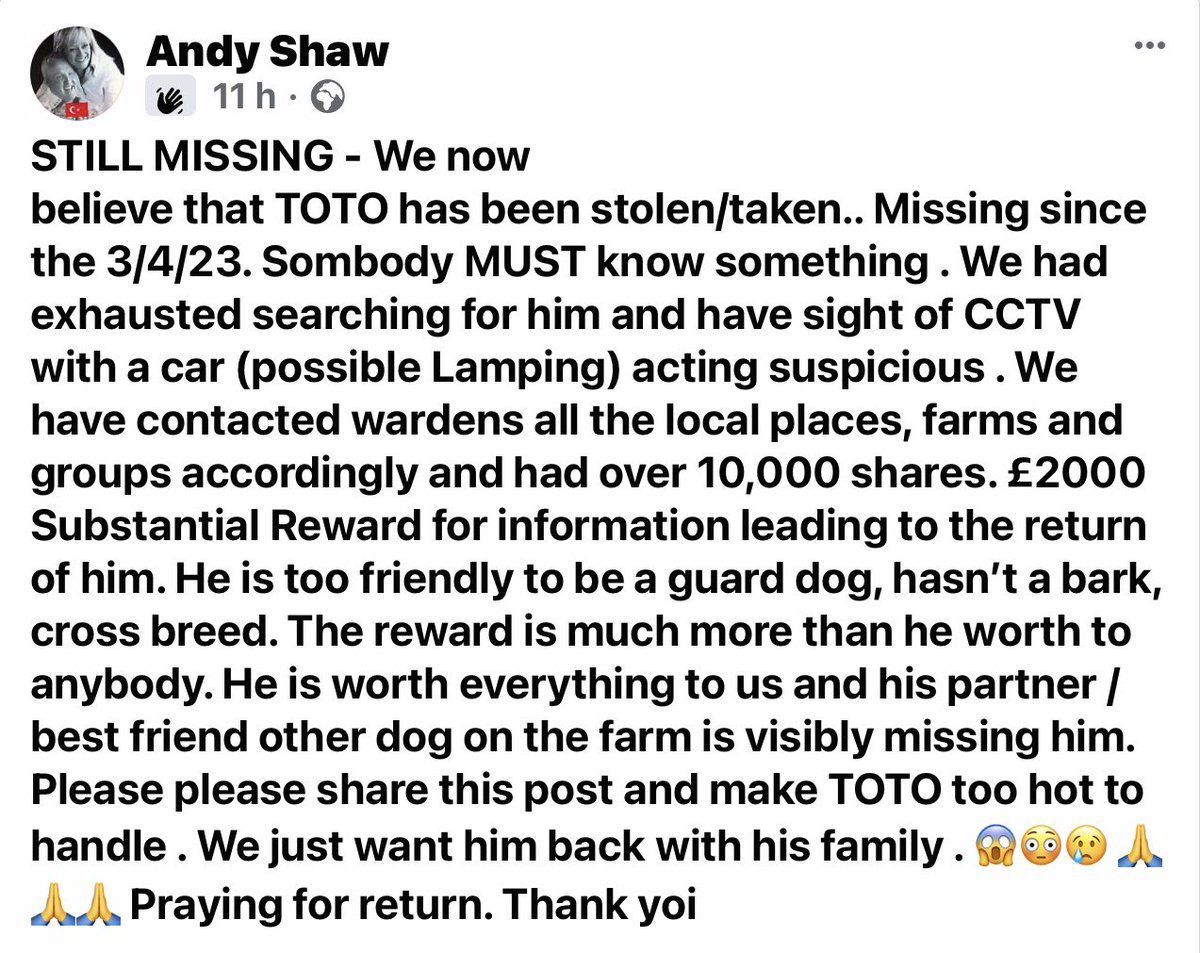 KarenFi51820768's tweet photo. Sadly #Toto is still not home #Stolen or #TheftbyFinding ? Please keep tweeting #FindToto Facebook group here https://t.co/SznMN2Ihn1 any information please contact @muddypawscrime #RT https://t.co/xaCpyTw1PV