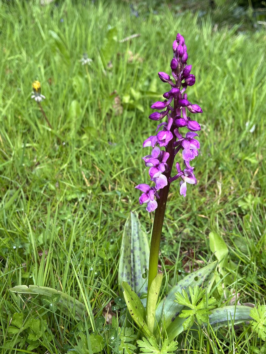 #BikeBotanics at the weekend.

Did n’t find a pot of gold at the end of a rainbow but we found another Early Purple Spotted #orchid. 

In the same verge as last year. Maybe the same one.